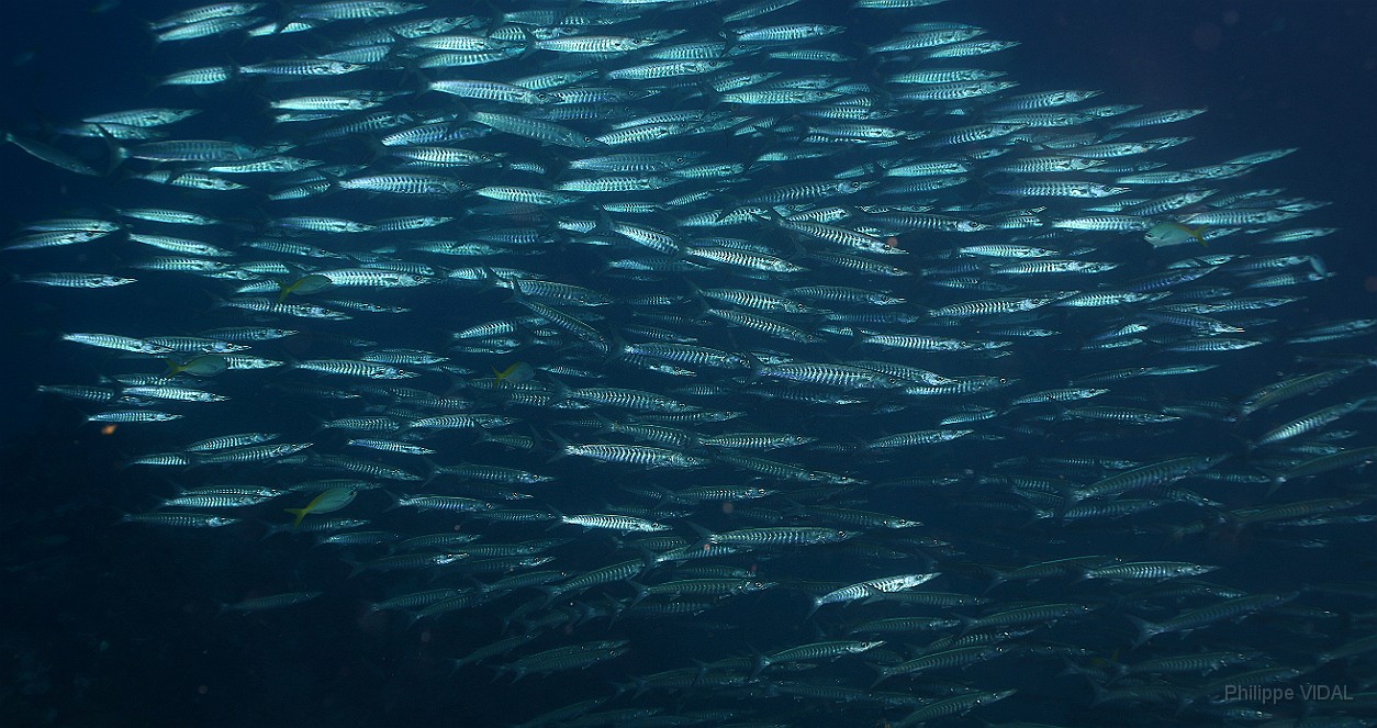 Thailand 2015 - Ko Tao - Barracuda a dents de scie - Sphyraena putnamiae _IMG_3712_rc.jpg